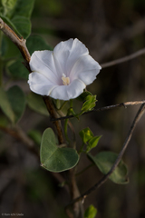 Jacquemontia pringlei