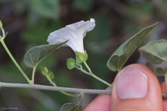 Jacquemontia pringlei