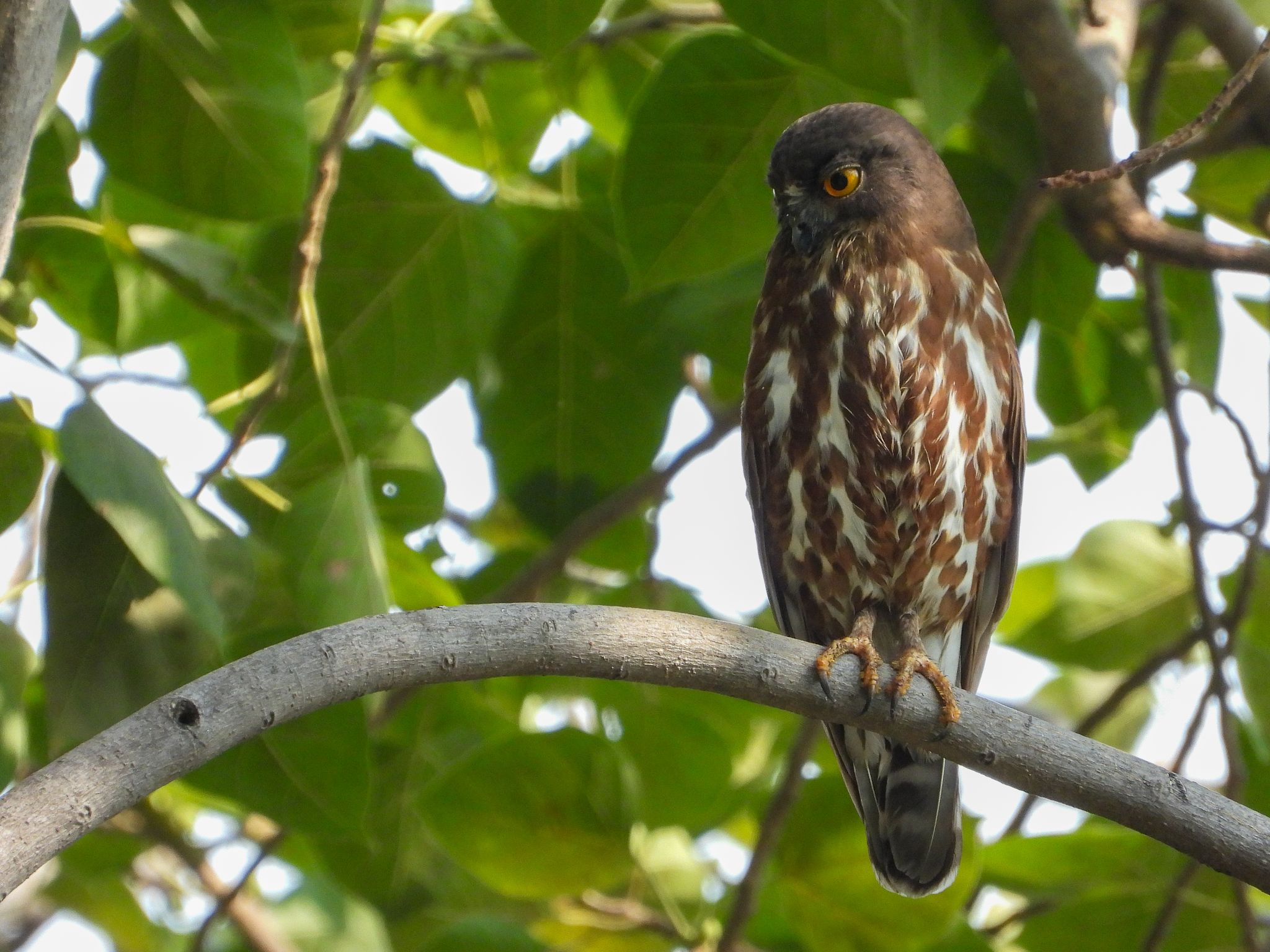 Northern Boobook (Ninox japonica), photo 6