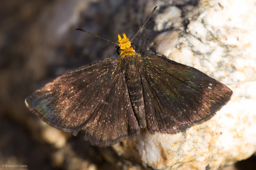 Golden-headed Scallopwing