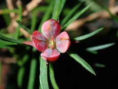 Darwinia procera