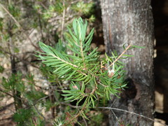 Darwinia procera