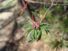 Darwinia procera