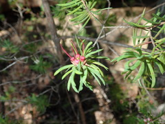 Darwinia procera