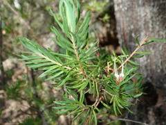 Darwinia procera