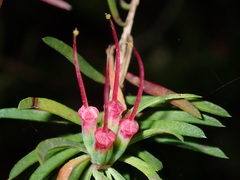 Darwinia procera