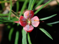 Darwinia procera