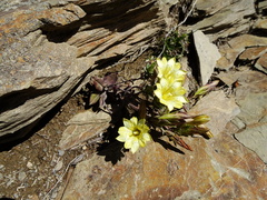 Gentiana scabrida