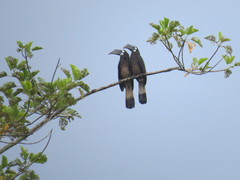 Anorrhinus galeritus