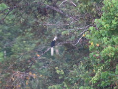 Berenicornis comatus