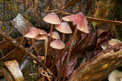 Mycena kuurkacea