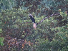 Berenicornis comatus