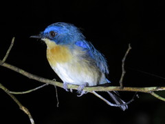 Cyornis turcosus
