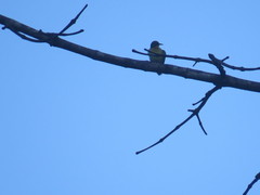 Chalcoparia singalensis