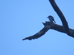Hemipus hirundinaceus
