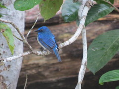 Cyornis turcosus