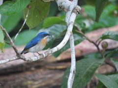 Cyornis turcosus