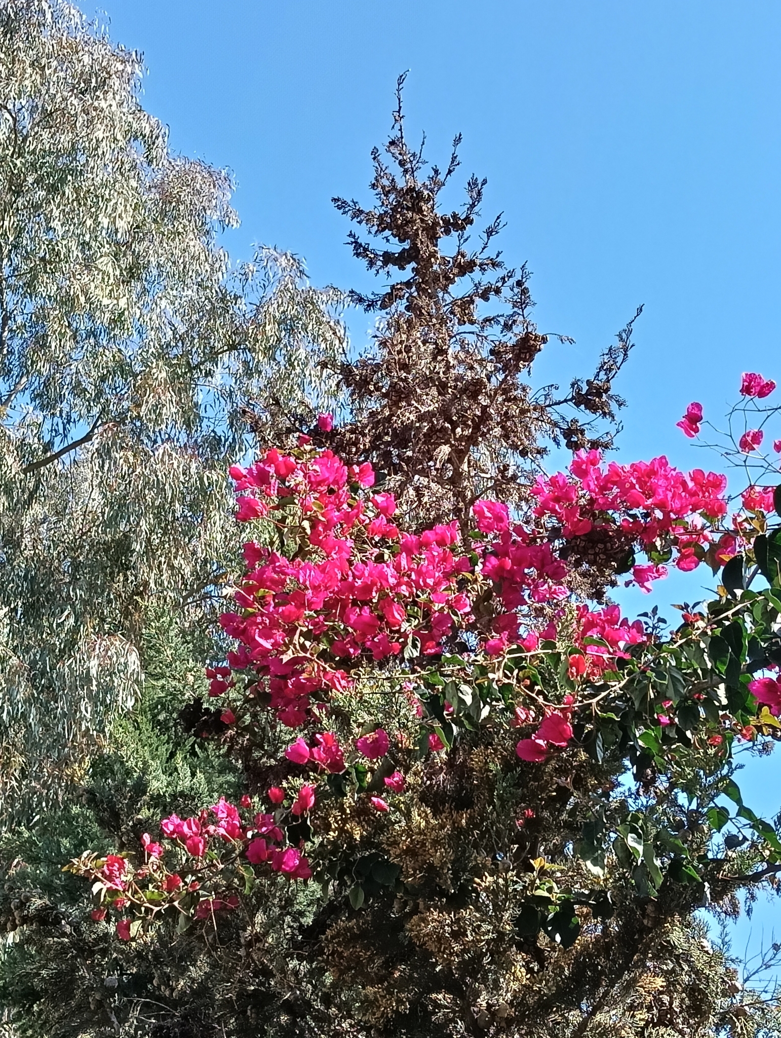 Bougainvillea ×buttiana Holttum & Standl. 3