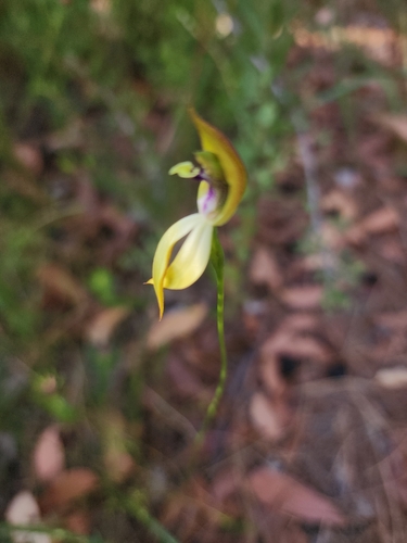 Image of Praecoxanthus aphyllus by (c) Paul Winthrop, some rights reserved (CC BY)