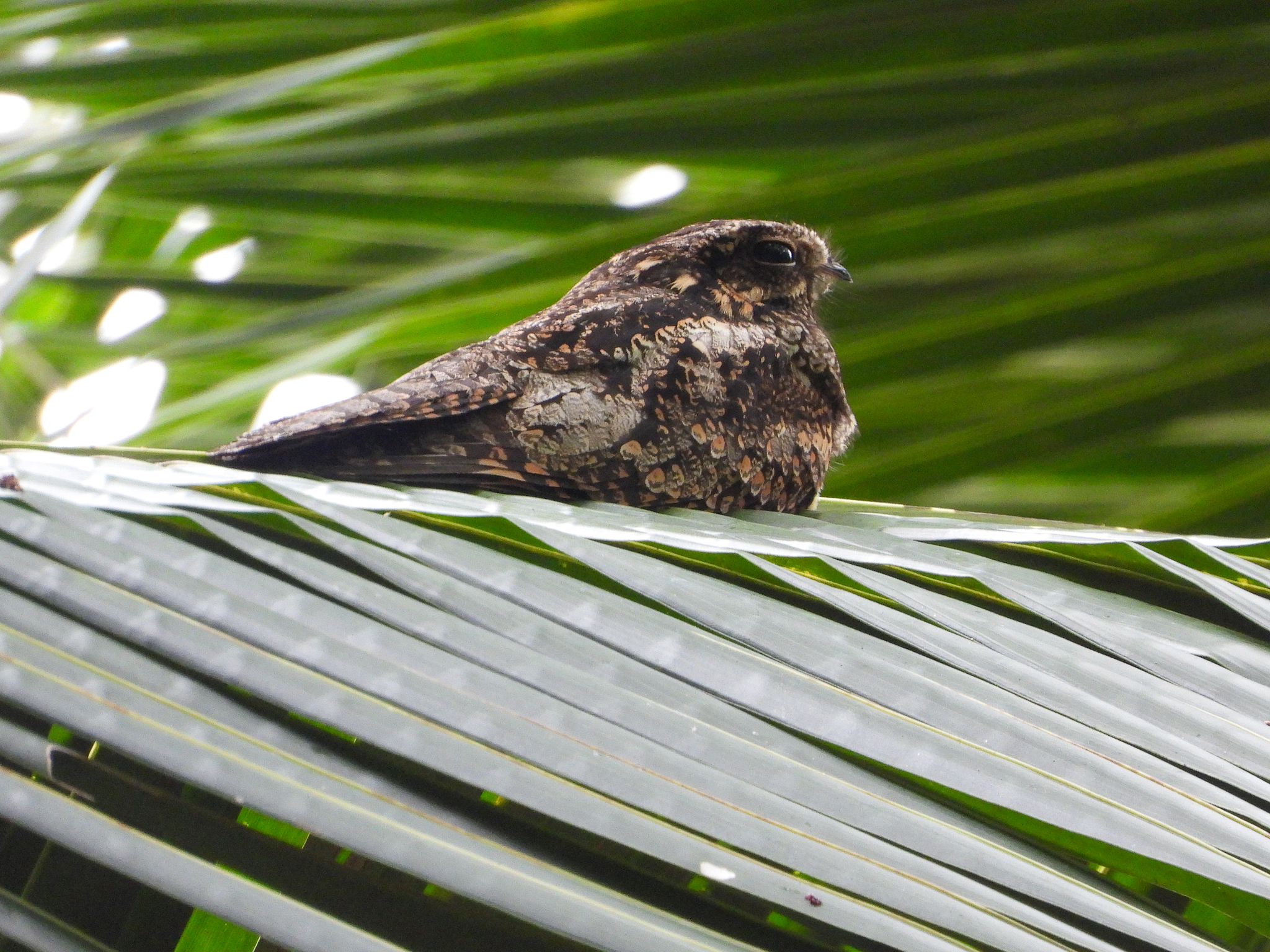 Grey Nightjar (Caprimulgus jotaka), photo 9