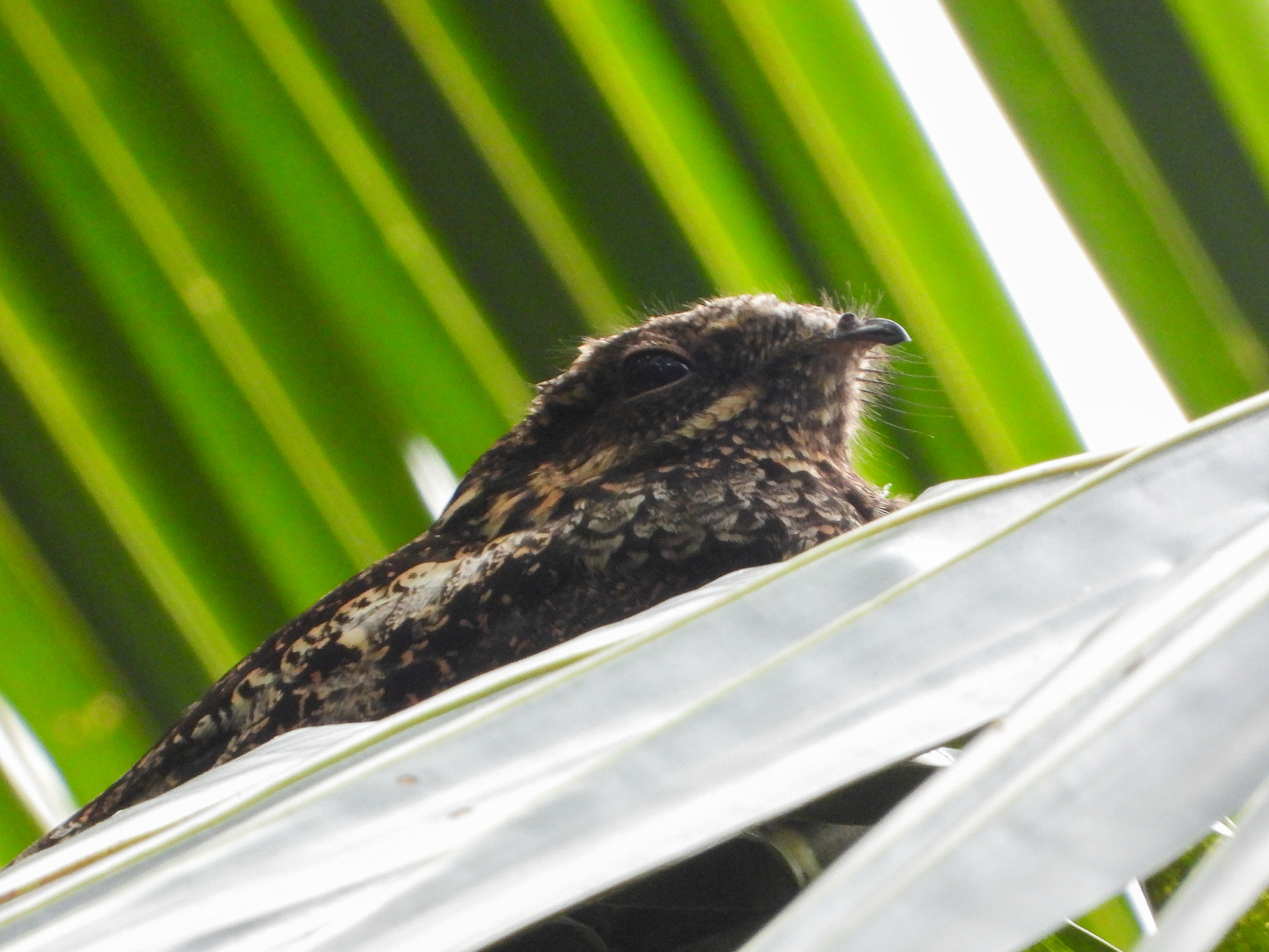 Grey Nightjar (Caprimulgus jotaka), photo 10