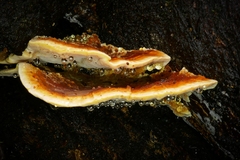 Rigidoporus laetus