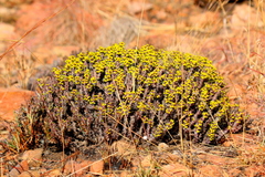 Euphorbia schinzii