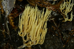 Phaeoclavulina ochracea