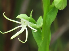 Habenaria quinqueseta