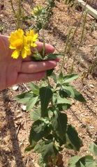 Verbesina encelioides