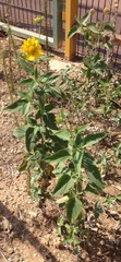 Verbesina encelioides