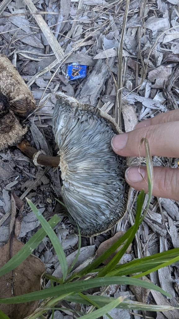 Chlorophyllum molybdites · April 2025 · photo: © a_teitzel (iNaturalist, cc-by)