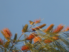 Conopophila rufogularis