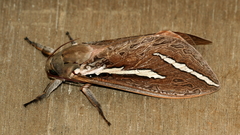 Abantiades latipennis