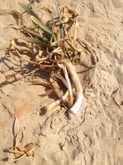Pancratium maritimum
