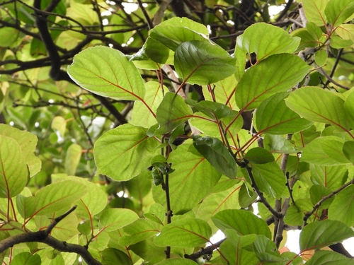 Actinidia rufa, photograph 6