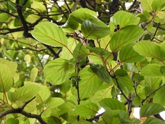 Actinidia rufa, photograph (c) 許慶棠Ray, some rights reserved (CC BY)