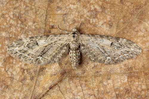 Eupithecia ochridata