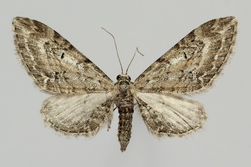 Eupithecia ochridata