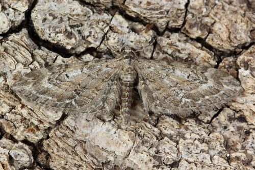 Eupithecia ochridata