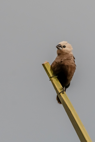 Lonchura caniceps observed 2025-03-06