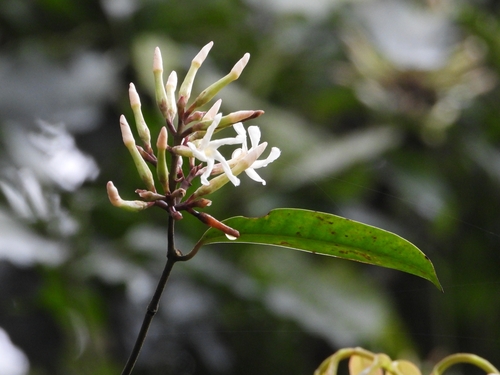 Anodendron benthamianum (Anodendron benthamianum)
