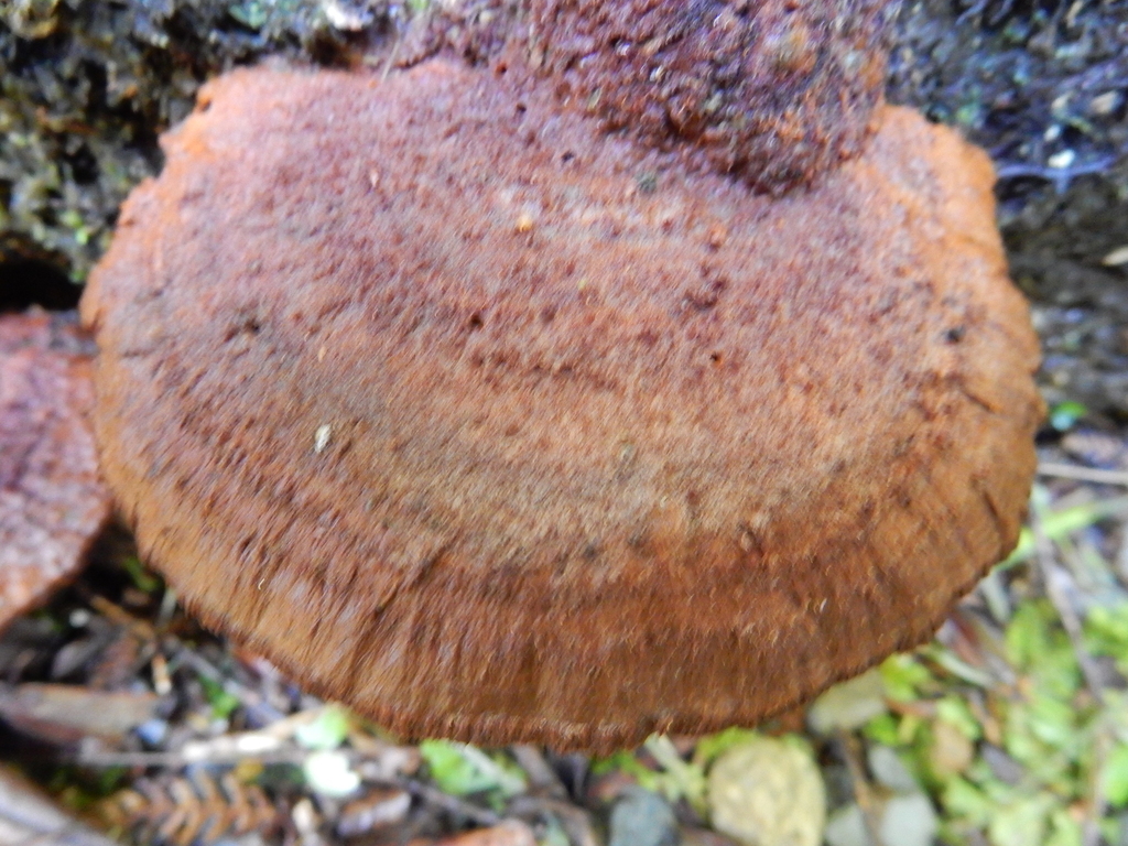 Hymenochaete microcycla · March 2025 · photo: © rayjackson (iNaturalist, cc-by)