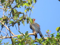 Zanclostomus javanicus