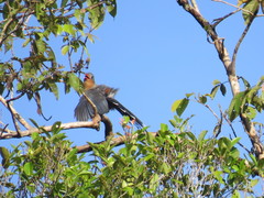 Zanclostomus javanicus