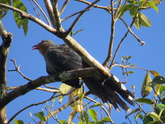 Zanclostomus javanicus