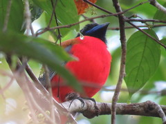 Harpactes duvaucelii