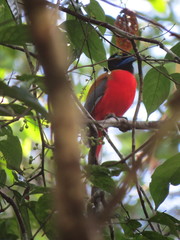 Harpactes duvaucelii