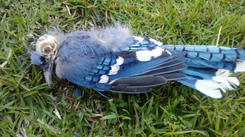 Blue Jay photographed in Alabama
