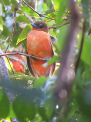 Harpactes duvaucelii